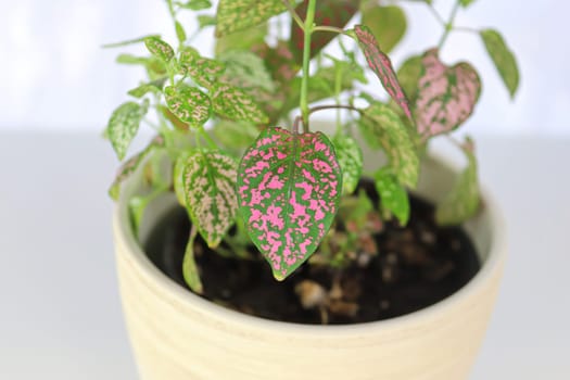 A multicolored polka dot plant in a white pot on a table.