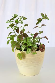 A multicolored polka dot plant in a white pot on a table.