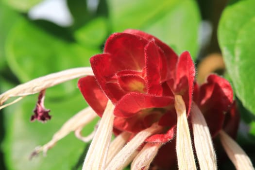 White flowers extend from red leaves on the Shrimp Plant.