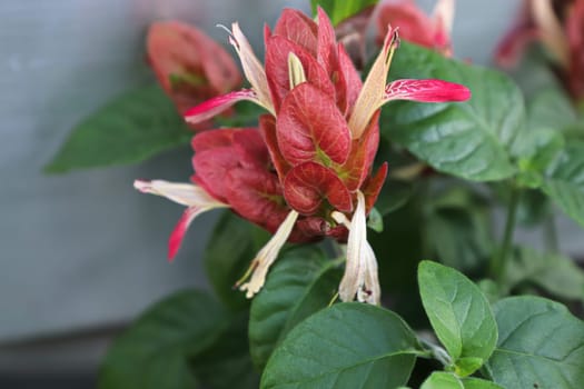 White flowers extend from red leaves on the Shrimp Plant.