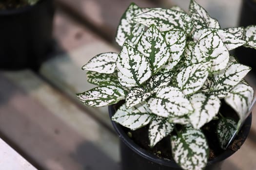 White leaves on a potted polka dot plant.