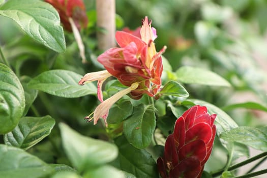 White flowers extend from red leaves on the Shrimp Plant.