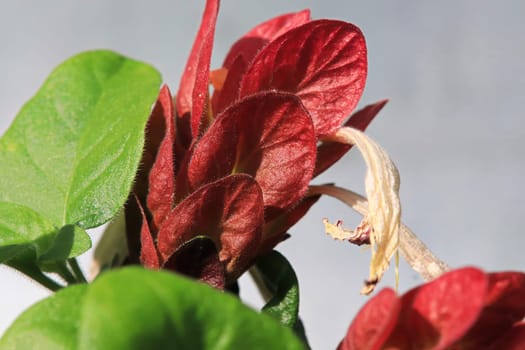 A wilted flower extend from red leaves on the Shrimp Plant.