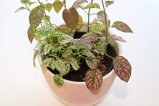 A multicolored polka dot plant in a white pot on a table.