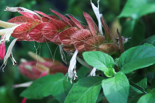 White flowers extend from red leaves on the Shrimp Plant.