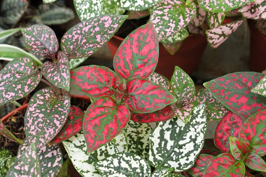 Various colored leaves in polka dot plants.