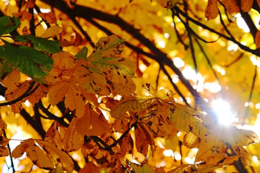 Yellow colored leaves of chestnut tree in autumn back light