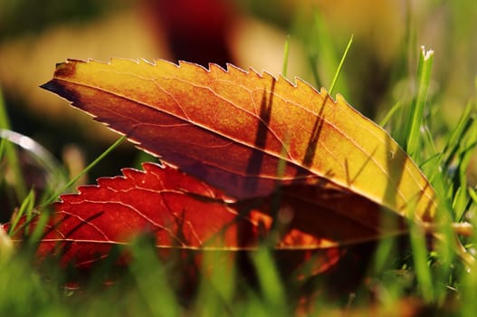 Red and yellow autumn leaves in a meadow between blades of grass against the light of the sun