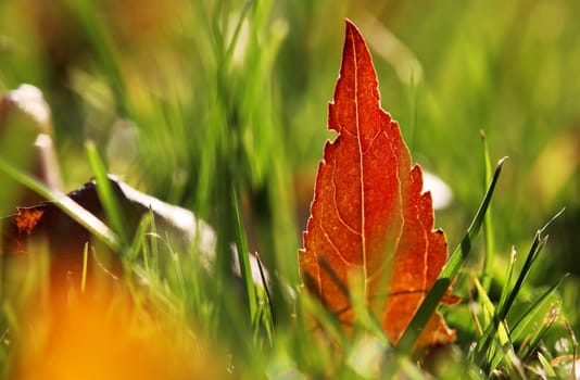 A red autumn leaf in a meadow between blades of grass