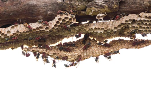 Close-up of wasp and wasp nest with eggs and larvae on white background
