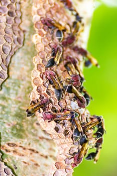 Close-up of wasp and wasp nest with eggs and larvae in nature