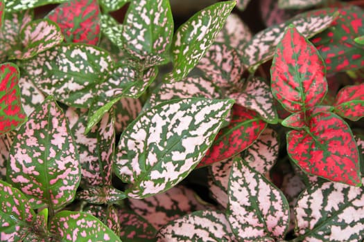 Various colored leaves in polka dot plants.