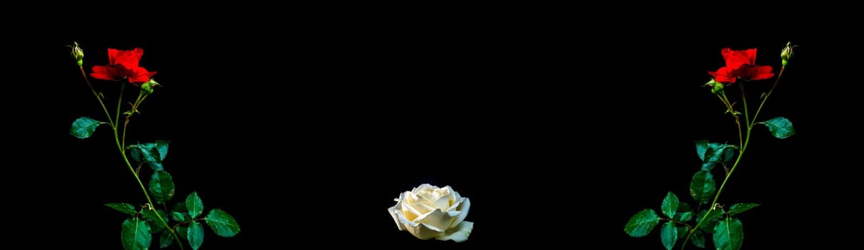 Flowers of red and white roses on a black background. Blooming flowers. Red Rose. Night darkness. Day of Remembrance. Valentine's Day. Holiday. Template for text. Background image.