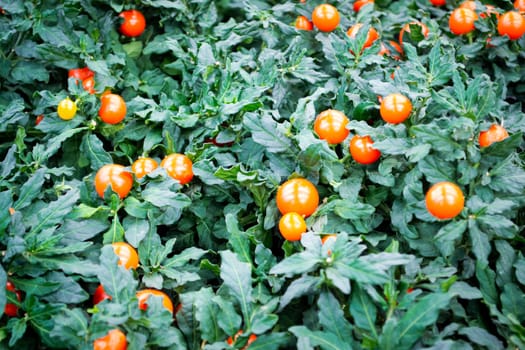 Potted winter cherry plants or Jerusalem cherry Solanum Pseudocapsicum, Nightshade with orange fruits.