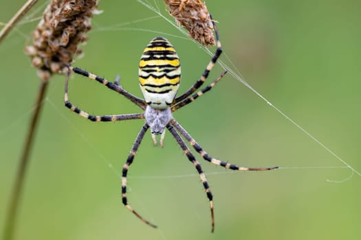 Argiope bruennichi (wasp spider) on web, invasive species of orb-web spider distributed throughout central Europe, Czech Republic wildlife
