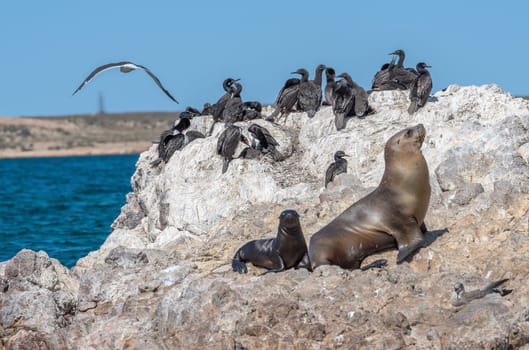 Sea lions and cormorant colony on the Argentine coast of Patagonia