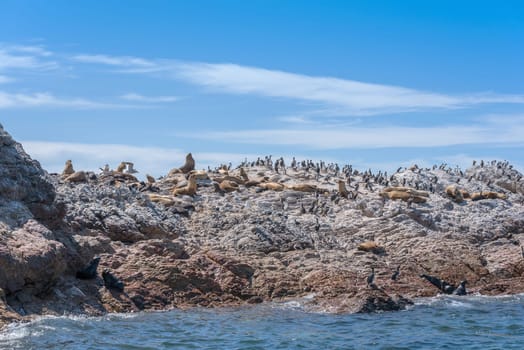 Sea lions and cormorant colony on the Argentine coast of Patagonia