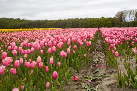 Colorful field of tulips in the Netherlands