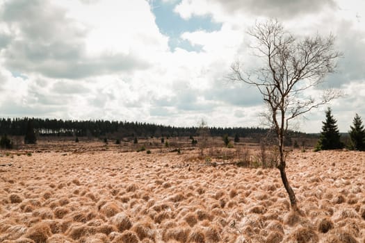 The High Fens, Hoge Venen, Belgium, Signal Van Botrange