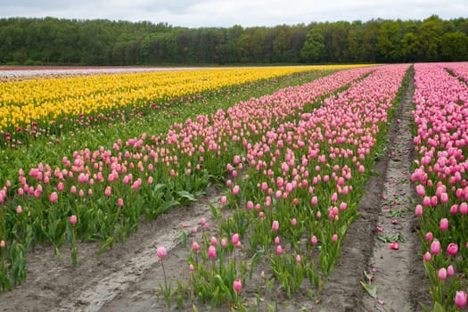 Colorful field of tulips in the Netherlands