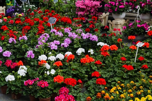 Flowers from the flower shop at the market in Lille
