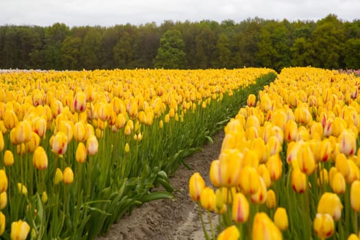 Colorful field of tulips in the Netherlands