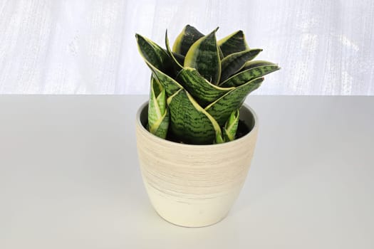 Side view of snake plants on a white background.