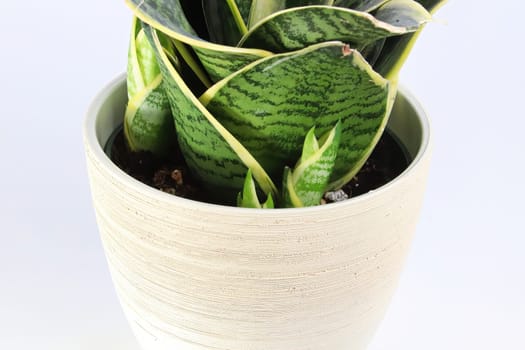 Closeup view of tiny snake plant pups growing.