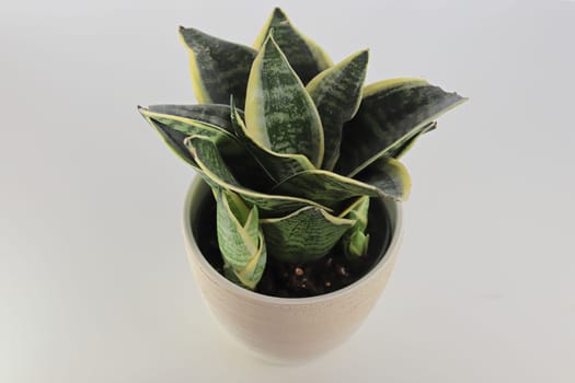 Side view of snake plants on a white background.