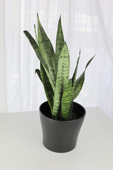 Closeup of the Mother In Law Snake Plant on a white table.