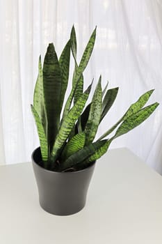 Closeup of the Mother In Law Snake Plant on a white table.
