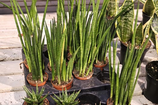 A tray full of cylindrica snake plants.
