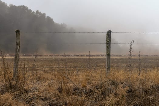 Large herd of cattle in the morning mist, Villa Pehuenia, Neuquén, Argentina