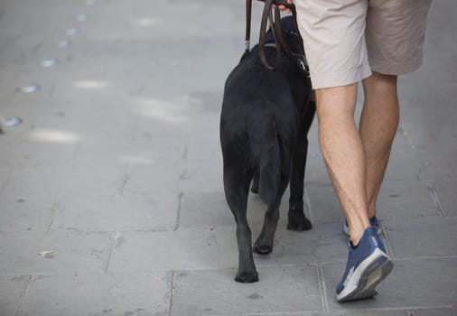 Young blind man walking with black dog guide. Selective focus