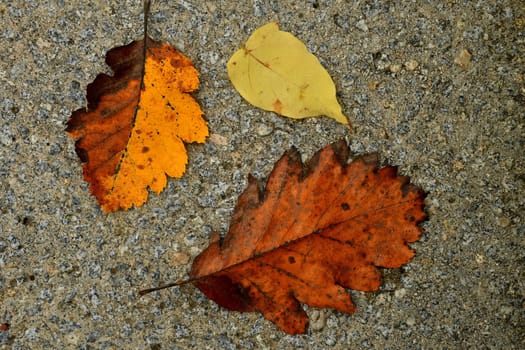 autumnal colored leaves on a street