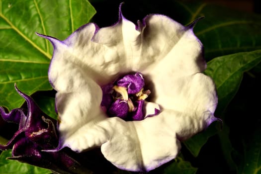 thorn apple with violet and white flower