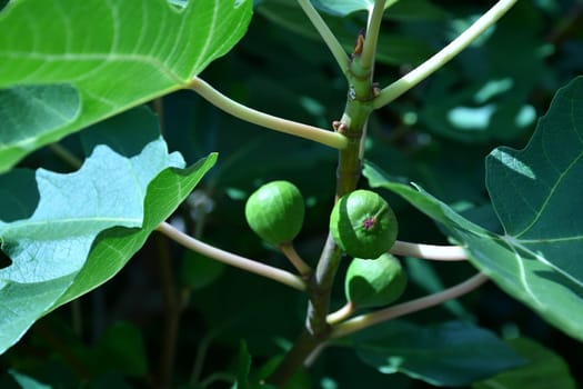 figs, unripe on a tree