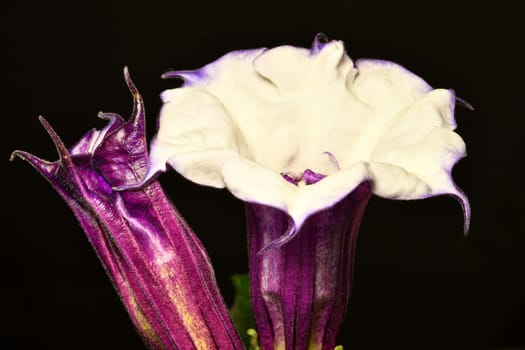 thorn apple with violet and white flower