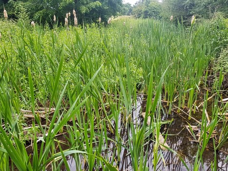 Reed in River Misbourne - wild part of Denham Country Park, Hillingdon, London, United Kingdom