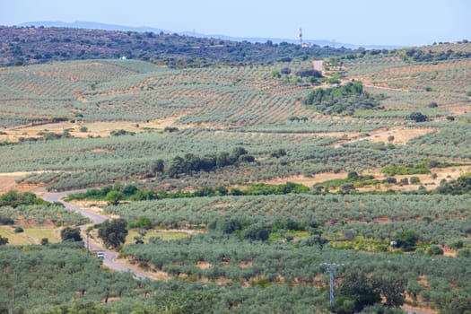 Local road CC-13.6 crossing Aceituna olive tree fields, rural village in Algon Valley. Caceres, Extremadura, Spain