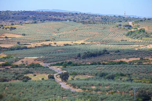 Local road CC-13.6 crossing Aceituna olive tree fields, rural village in Algon Valley. Caceres, Extremadura, Spain