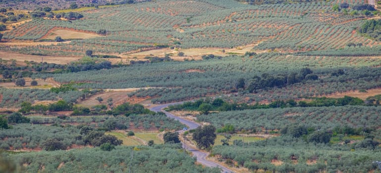Local road CC-13.6 crossing Aceituna olive tree fields, rural village in Algon Valley. Caceres, Extremadura, Spain