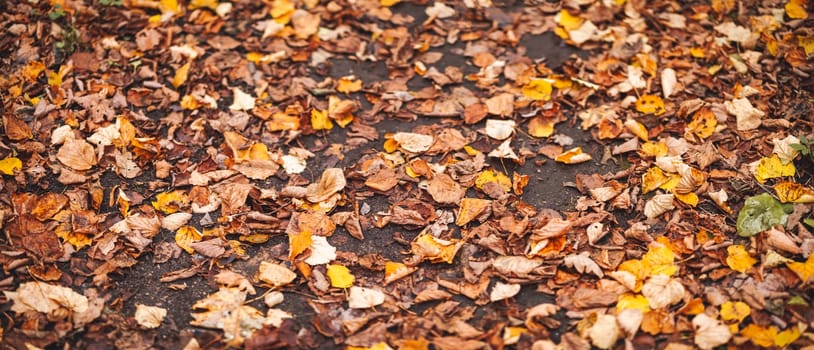 Close-up view of the autumnal leaves on the ground Concept of the wallpaper and background.