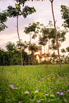plantation or para rubber tree or tree rubber garden in southern Thailand