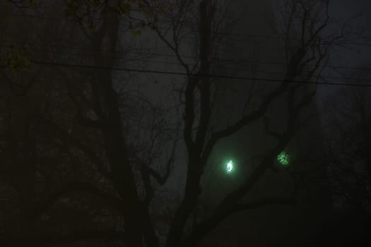 Eerie green clock face on a church tower shines through thick fog and dense tree branches with telegraph wires. Very spooky and dark night time image