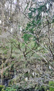 Welsh spring with blooming magnolia randiflora tree, known as the southern magnolia or bull bay