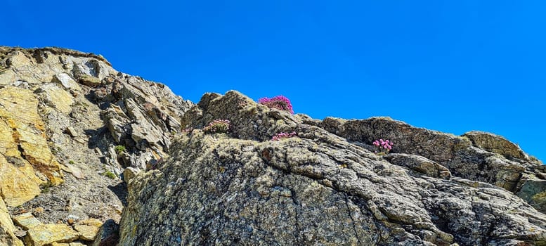 Wild morning star deep rose armeria maritima known as sea thrift on the Welsh coast - Marloes Sands, Pembrokeshire, Wales, United Kingdom