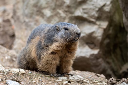 Alpine marmot (Marmota marmota), close up portrait, European wildlife