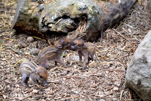 Small cute playful baby with lying mom sows of Visayan warty pig (Sus cebifrons) is a critically endangered species in the pig genus. It is endemic to Visayan Islands in the central Philippines