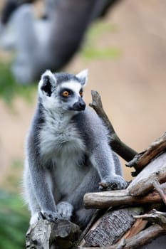 cute and playful Ring-tailed lemur, endemic animal in Madagascar